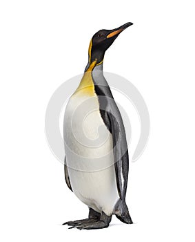 King penguin looking up