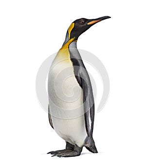 King penguin looking up