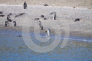 King penguin on Martillo island beach, Ushuaia photo