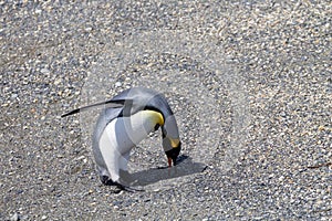 King penguin on Martillo island beach, Ushuaia photo