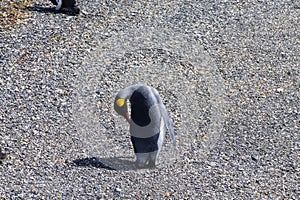 King penguin on Martillo island beach, Ushuaia photo