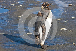 King penguin molting feathers, Antarctica