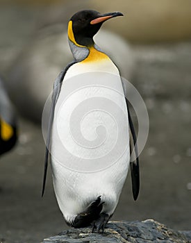 King Penguin - One Foot Up