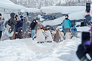 King Penguin parade walking on snow at Asahiyama Zoo in winter season. landmark and popular for tourists attractions in Asahikawa