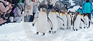 King Penguin parade walking on snow at Asahiyama Zoo in winter season. landmark and popular for tourists attractions in Asahikawa