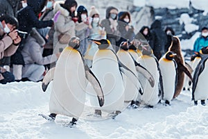 King Penguin parade walking on snow at Asahiyama Zoo in winter season. landmark and popular for tourists attractions in Asahikawa
