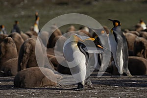 King Penguin preening in the Falkland Islands