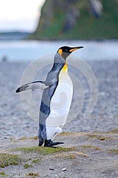 King penguin - Aptendytes patagonica - standing on beach spreading wings, Gold Harbour, South Georgia photo