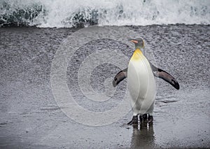 King penguin returning from the sea