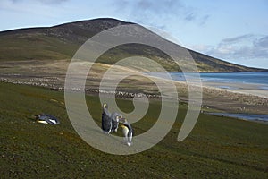 King Penguin on Saunders Island