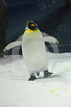 King Penguin, Seaworld Gold Coast