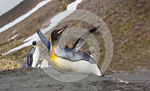 King penguin slides down on stomach