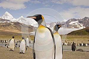 King Penguin on South Georgia