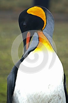 King Penguin in South Georgia
