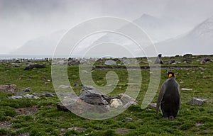 King penguin South Georgia