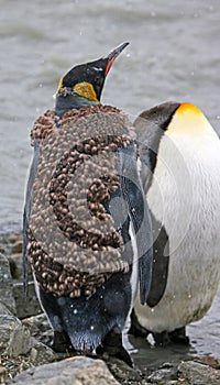 King penguin, South Georgia