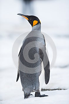 King penguin, South Georgia, Antarctica