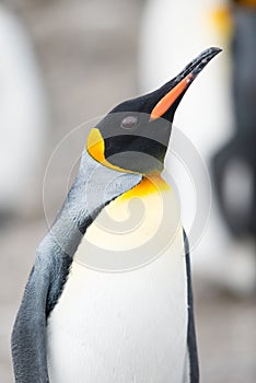 King penguin, South Georgia, Antarctica