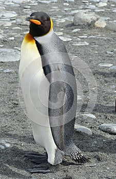 King Penguin, South Georgia