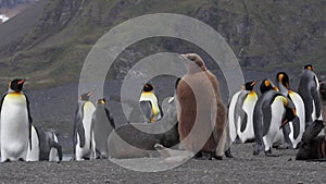 KIng penguin and Southern fur seal