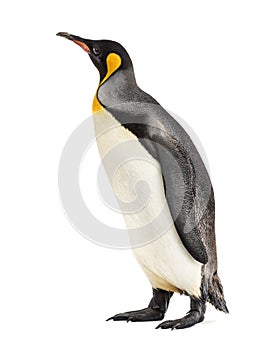 King penguin standing in front of a white background