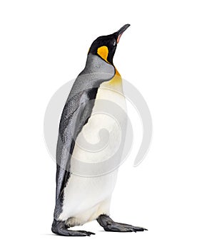 King penguin standing, isolated