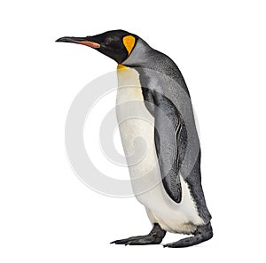 King penguin standing, isolated