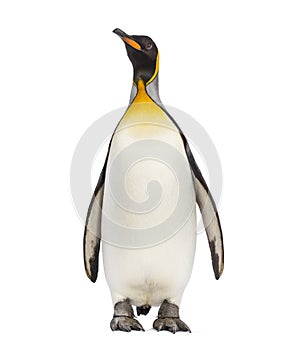 King penguin standing, isolated