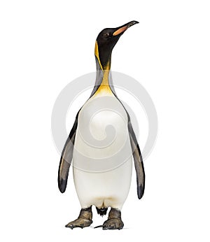 King penguin standing, isolated