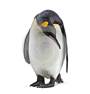King penguin standing, isolated