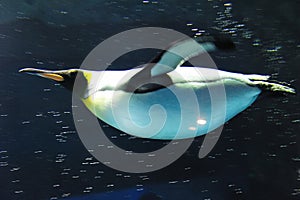 King Penguin swimming