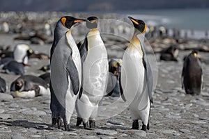 King penguin. Three King penguins socializing on a beach.