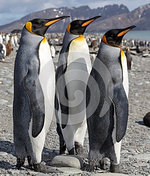 King penguin. Three King penguins socializing on a beach.