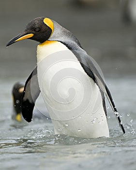 King Penguin Wading in the Shallows