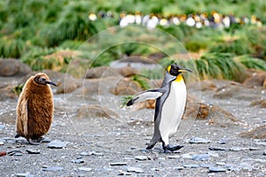 King penguin - Aptendytes patagonica - walking straight ahead followed by funny brown bowed chick, South Georgia photo