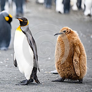 King penguin - Aptendytes patagonica - walking straight ahead followed by funny brown bowed chick, South Georgia photo