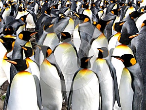 Der könig pinguine 