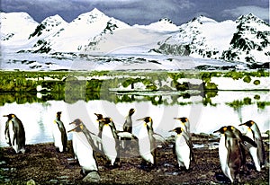 King Penguins