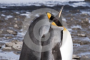 King penguins
