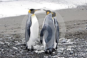 King penguins