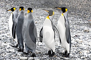 King penguins