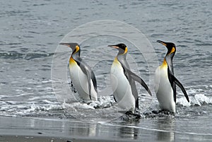 King Penguins