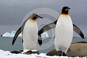 King penguins