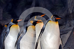 King Penguins