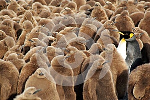 King penguins