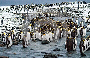 King Penguins on the Antarctic Peninsula