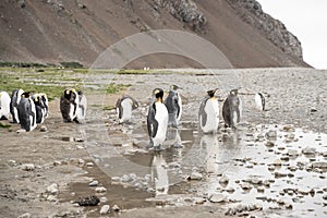 King penguins in antarctica reflecting in a puddle , Fortuna Bay South Georgia 2020