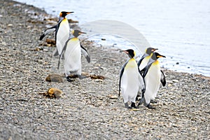 King penguins - Aptendytes patagonica, group of penguins walking on beach, Gold Harbour, South Georgia