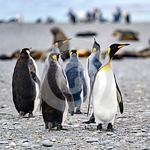 King penguins - Aptendytes patagonica, group of penguins walking on beach, Gold Harbour, South Georgia photo