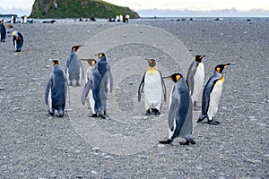 King penguins - Aptendytes patagonica, group of penguins walking on beach, Gold Harbour, South Georgia photo